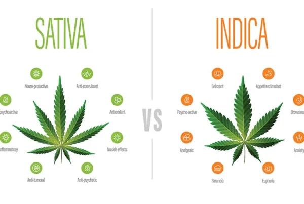 de verschillen tussen sativa en indica