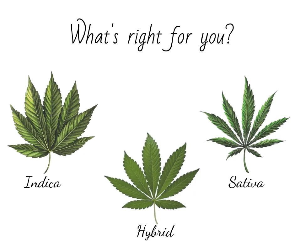sativa, indica en hybride